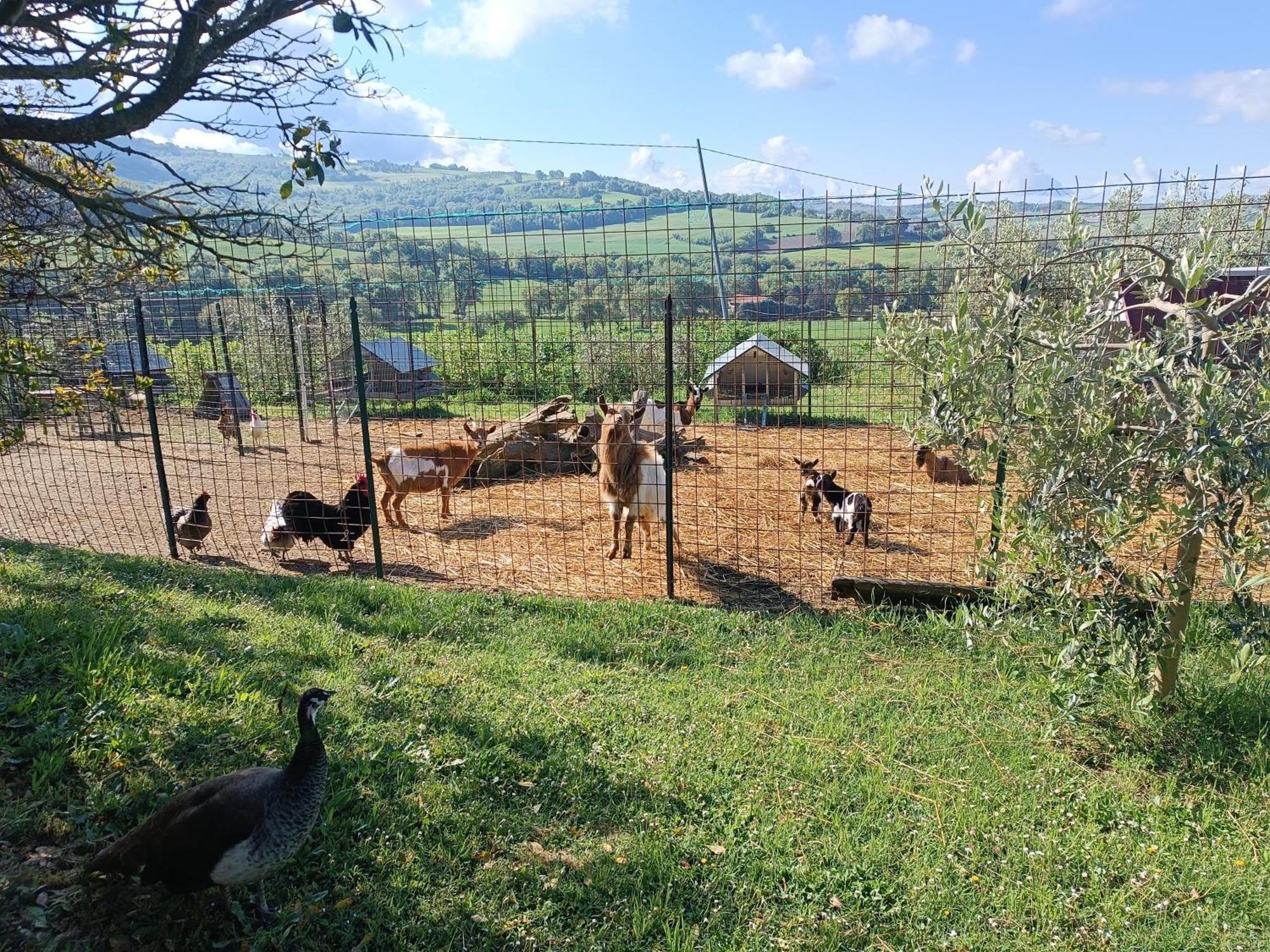 La Piccola Fattoria Villa Todi Dış mekan fotoğraf